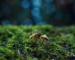 Kategori Kedua Kedua Atas 1 close_up_photo_of_mushrooms_1643403